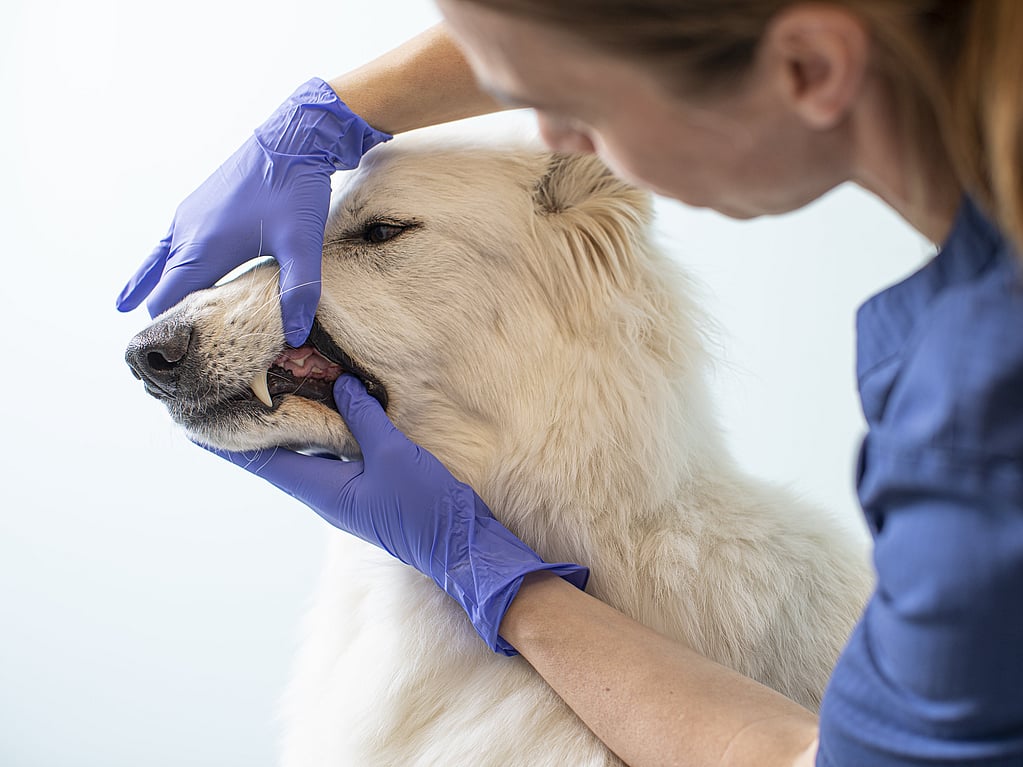En person i blå handsker, der rører ved en hunds mund.