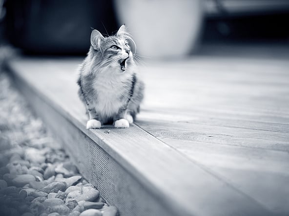En kat, der sidder på en træoverflade.