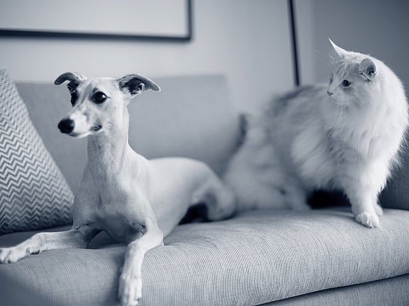 En kat og hund på en sofa.