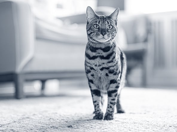 En kat, der står på tæppet.