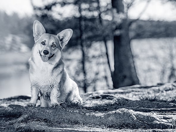 En hund, der sidder på en sten.