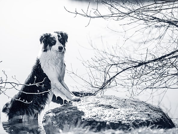 En hund, der står på en sten i vand.