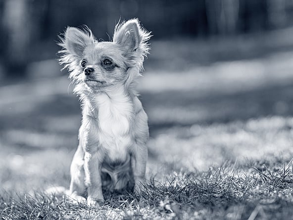 En lille hund, der sidder i græsset.