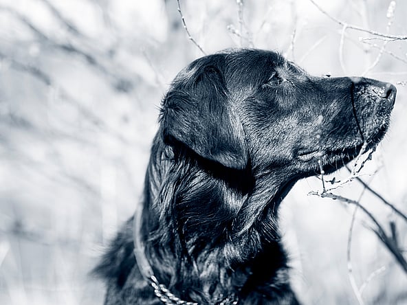 En hund, der kigger op på et træ.