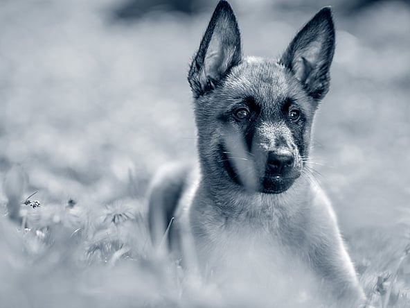 En hund, der ligger i græsset.