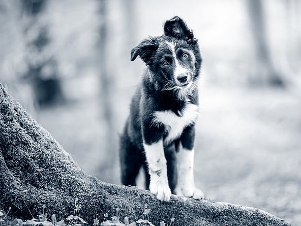 En hund, der står på en træstamme.