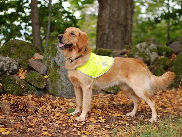 En hund, der står i skoven.