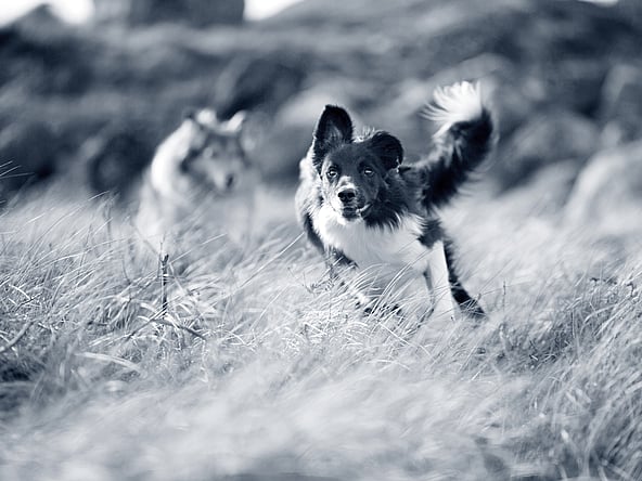 Et sort/hvidt foto af to hunde, der løber gennem højt græs.