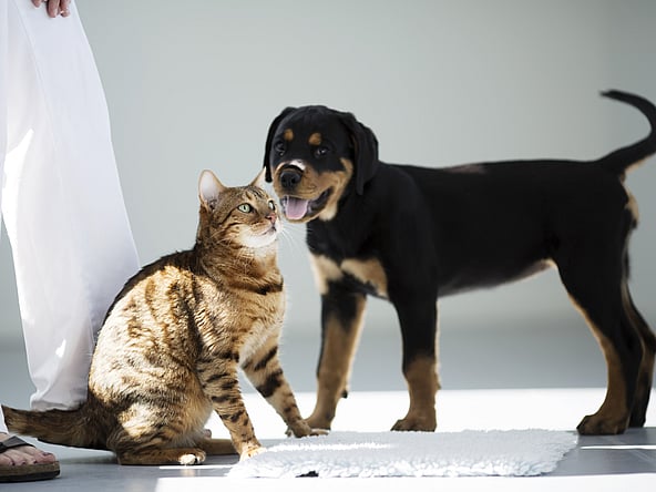 En kat og hund, der står ved siden af en person.
