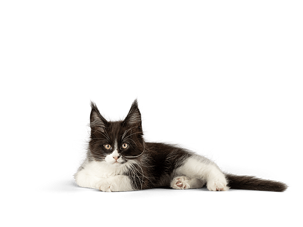 En kat, der ligger på en sort baggrund.