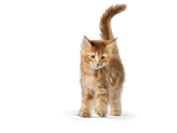 En kat, der står på en sort baggrund.