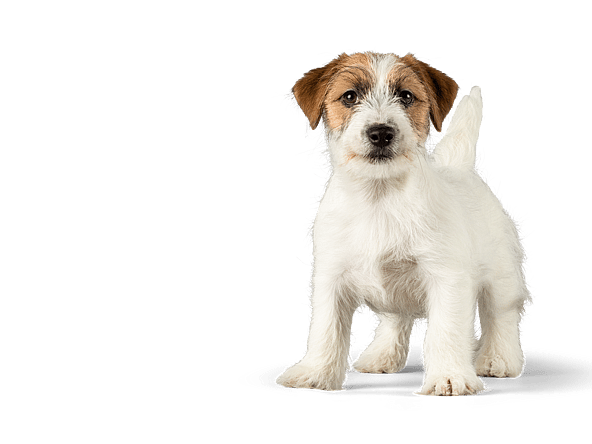 En hvid og brun hund, der står på en sort baggrund.