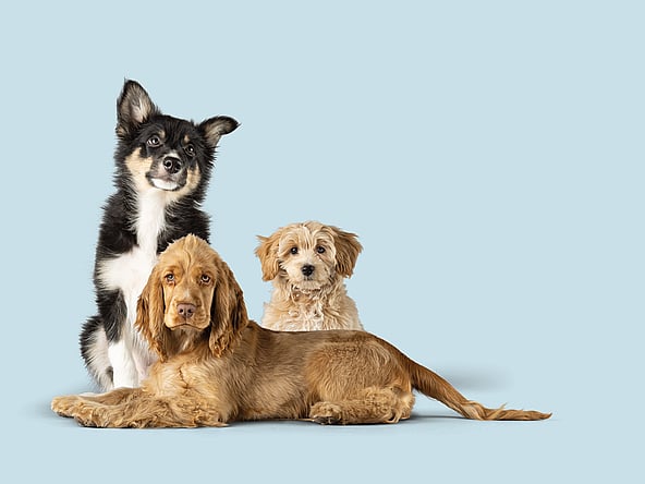 En gruppe hunde, der ligger ned.