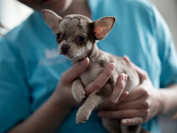 En person, der holder en lille hund.
