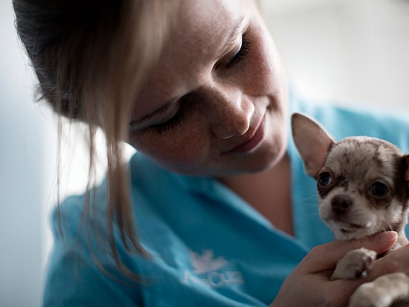 En person, der holder en lille hund.