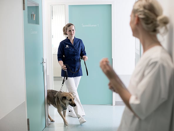 En person, der går tur med en hund i en gang.