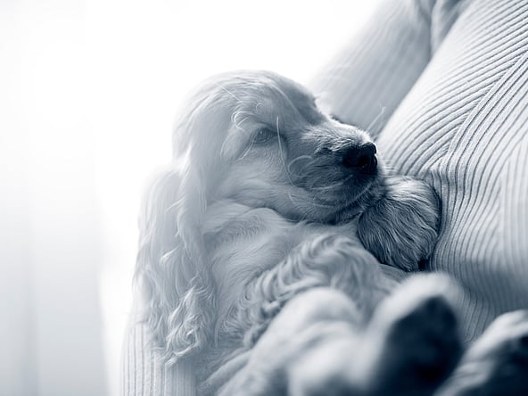 En hund, der ligger på en sofa.