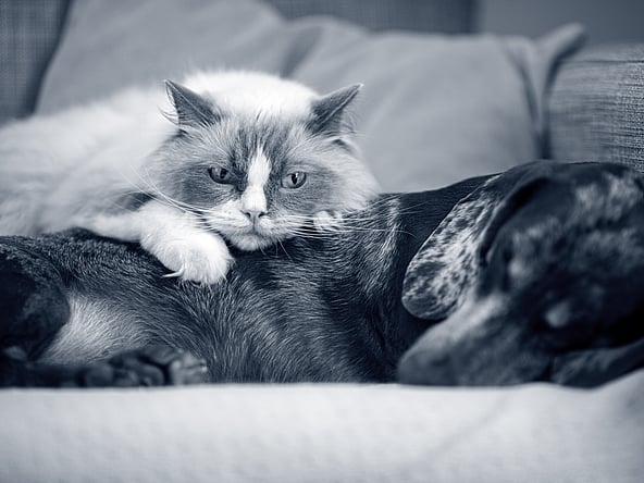 En kat, der ligger på en hund.