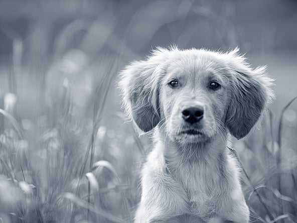 En hund, der sidder i højt græs.