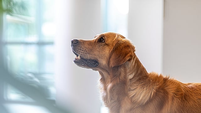 En hund, der kigger op til siden.