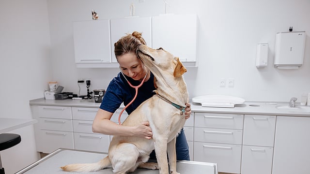 En person med et stetoskop på en hund.