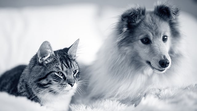 En hund og kat, der ligger på et tæppe.