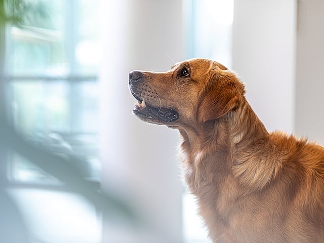 En hund, der kigger op til siden.