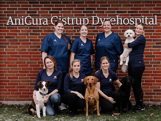 En gruppe kvinder, der poserer til et foto med hunde.