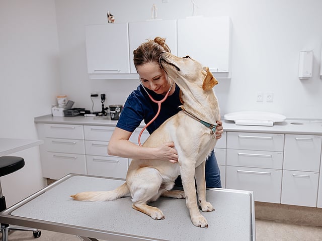 En person med et stetoskop på en hund.