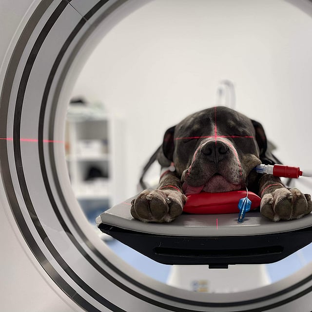 En hund, der ligger på et medicinsk udstyr.