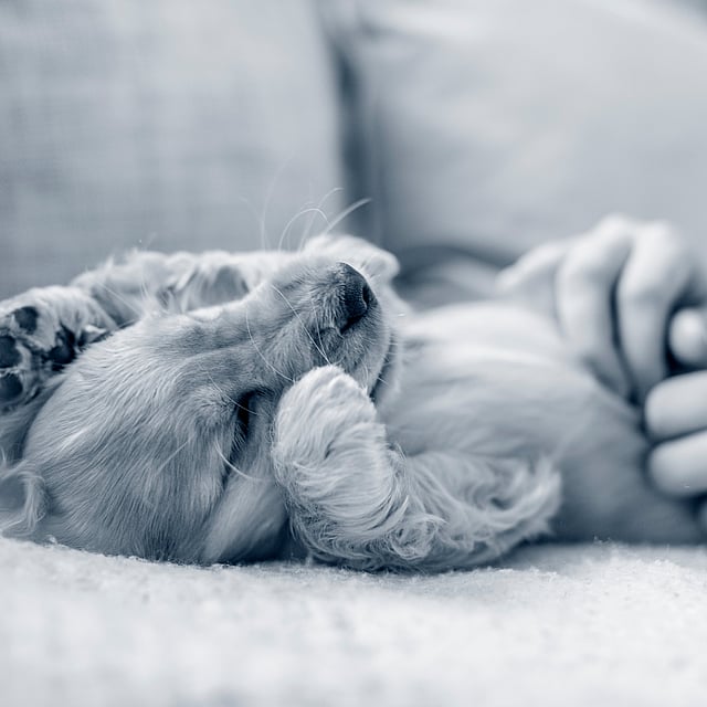 En hund, der ligger på en sofa.