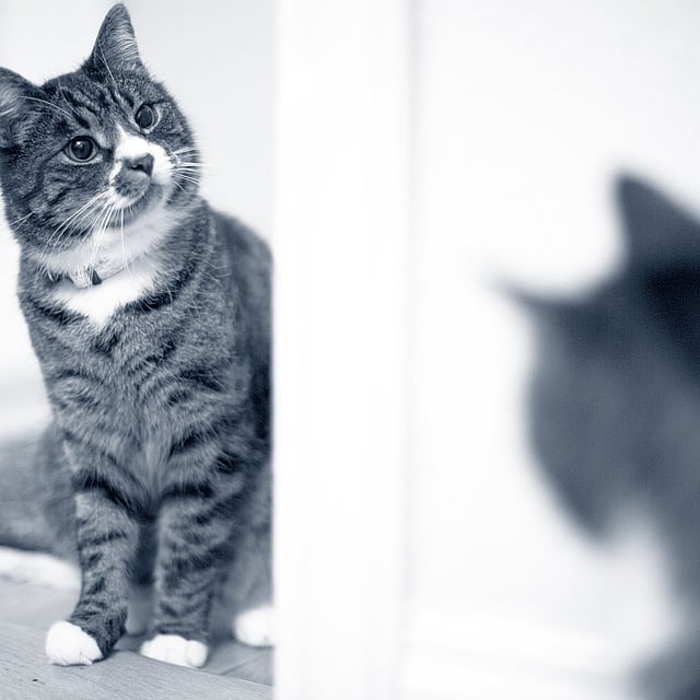 En kat, der kigger i spejlet.