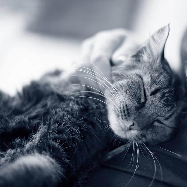 En kat, der ligger på skødet af en person.