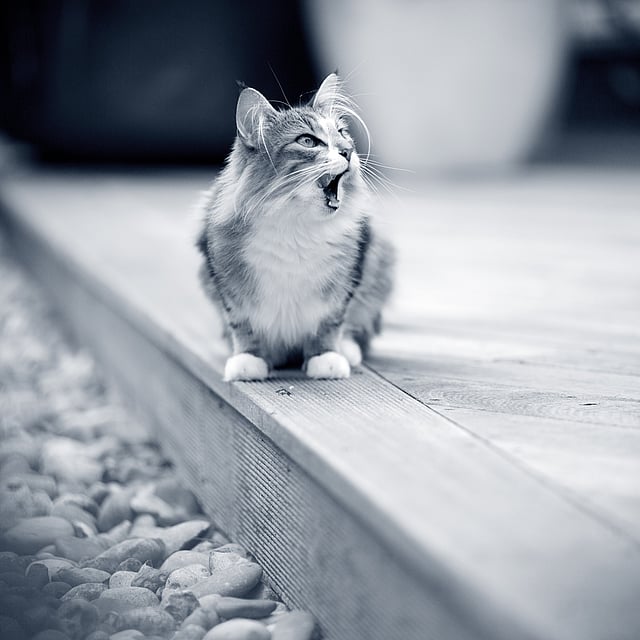 En kat, der sidder på en træoverflade.