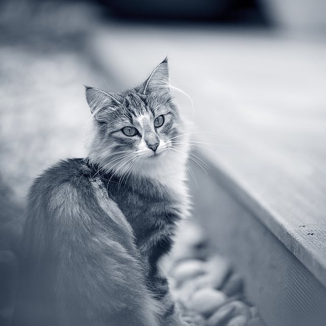 En kat, der sidder på en træterrasse.