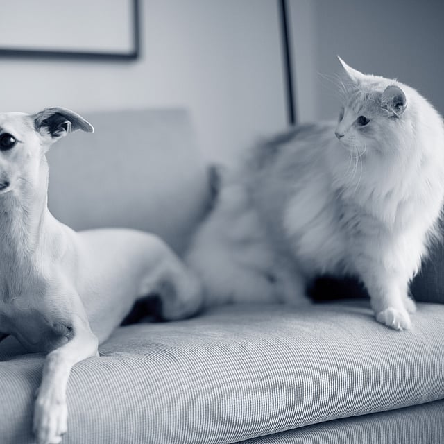 En kat og hund på en sofa.