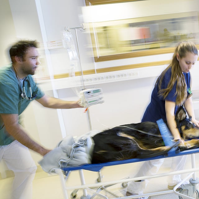 En person på en båre med en hund liggende på den.