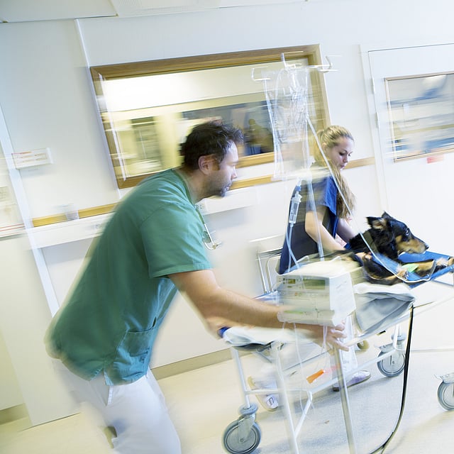 En person, der skubber en hund på en hospitalsseng.