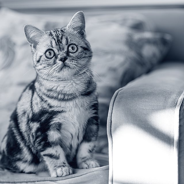 En kat, der sidder på en sofa.