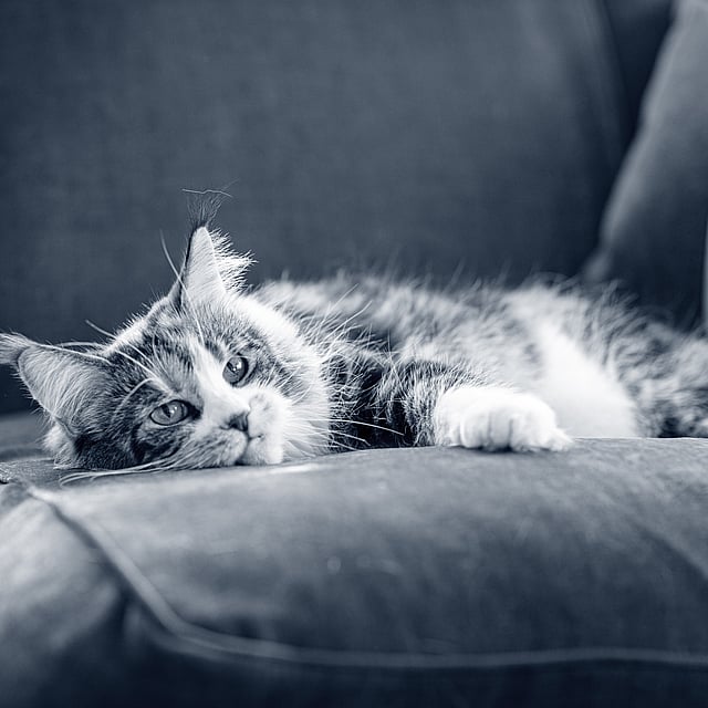 En kat, der ligger på en sofa.