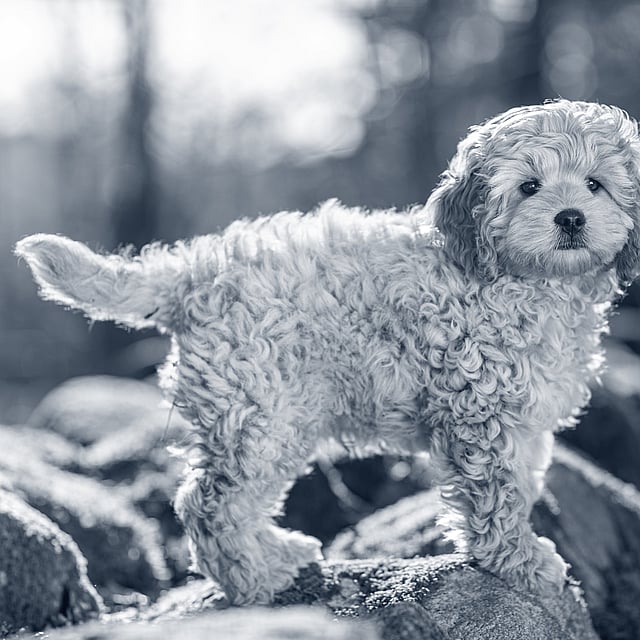 En hund, der står på en sten.