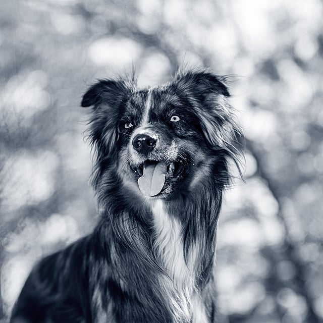 En hund med tungen ud.