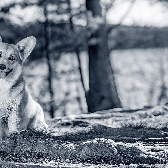 En hund, der sidder på en sten.
