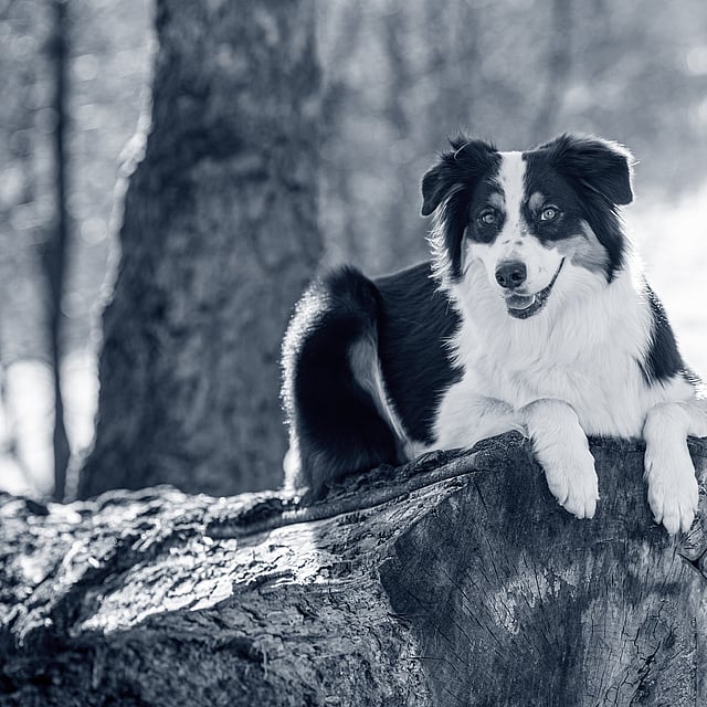 En hund, der ligger på en træstub.