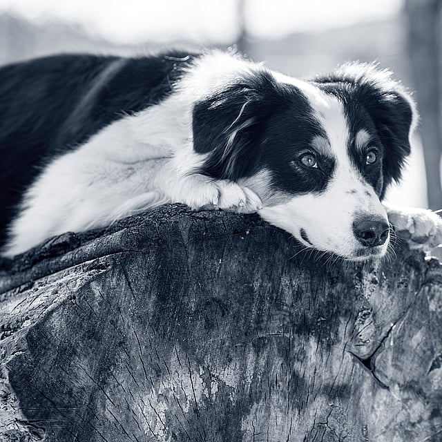 En hund, der ligger på en træstub.