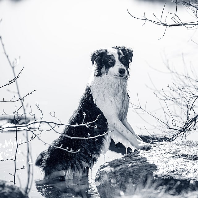 En hund, der står på en sten i vand.