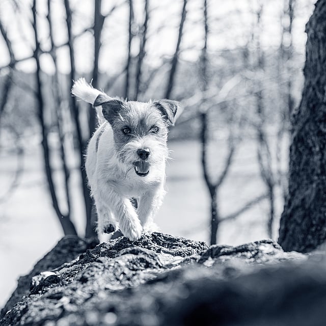 En hund, der løber på en sten.