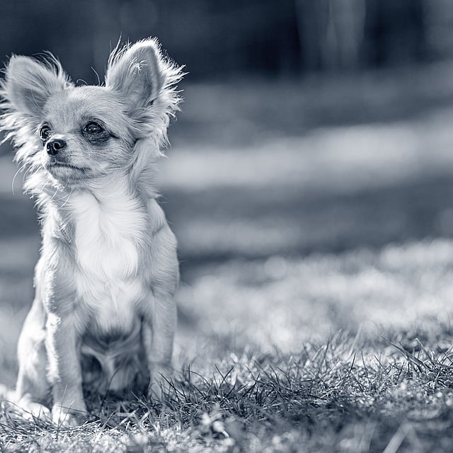 En lille hund, der sidder i græsset.