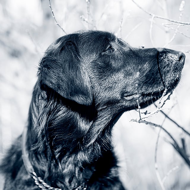 En hund, der kigger op på et træ.