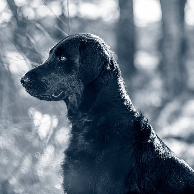 En sort hund sidder i skoven.